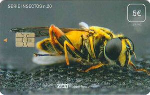 Insectos n. 20
