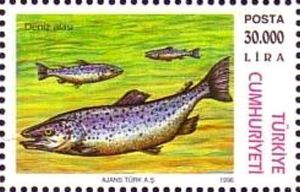 Brown Trout (Salmo trutta)
