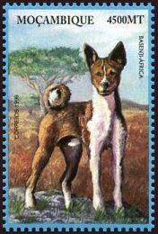 Basenji