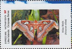 Atylas moth (Attacus atlas)