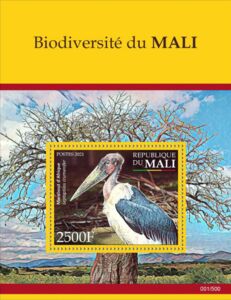 Marabou Stork (Leptoptilos crumenifer)