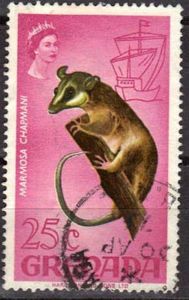 Robinson's Mouse Opossum (Marmosa chapmani)