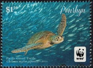 Pacific Green Turtle (Chelonia mydas)