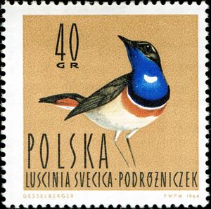 White-spotted Bluethroat (Luscinia svecica cyanecula)