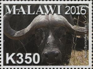 African Buffalo (Syncerus caffer)