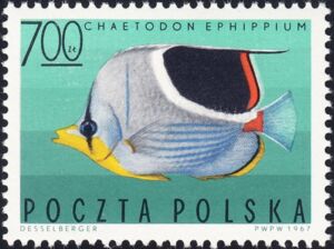 Saddle Butterflyfish (Chaetodon ephippium)