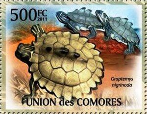 Black-knobbed Map Turtle (Graptemys nigrinoda)