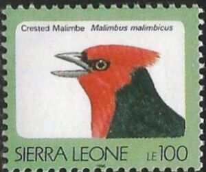 Crested Malimbe (Malimbus malimbicus)