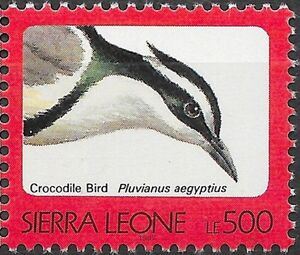 Crocodile Bird (Pluvianus aegyptius)