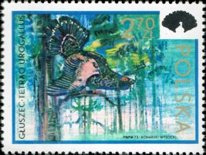 Western Capercaillie (Tetrao urogallus)