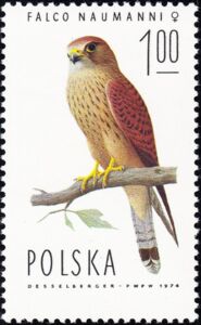 Lesser Kestrel (Falco naumanni), Female