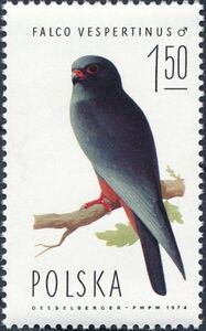 Red-footed Falcon (Falco vespertinus), Male