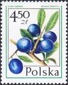 Blackthorn (Prunus Spinosa)