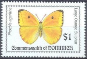 Large Orange Sulphur (Phoebis agarithe)