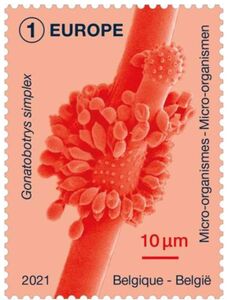 Stamp Gonatobotrys Simplex Belgium Micro Organisms 2021 Mi BE stamp-gonatobotrys-simplex-belgium-micro-organisms-2021-mi-be