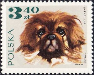 Pekinese (Canis lupus familiaris)