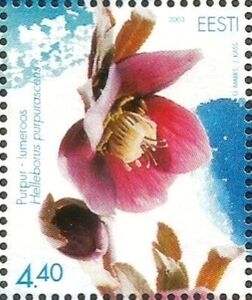 Hellebore (Helleborus purpurascens)