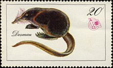 Russian Desman (Desmana moschata)