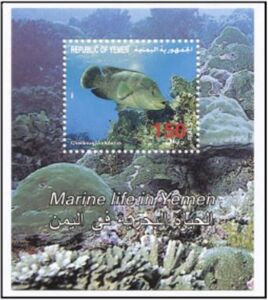 Humphead wrasse (Cheilinus undulatus)