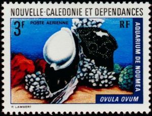 Common Egg Cowry (Ovula ovum)