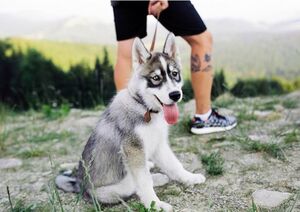 Husky on a walk