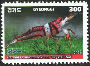 Crystal Red Shrimp (Caridina cantonensis var)