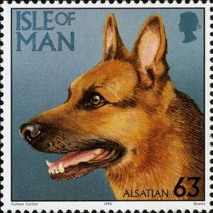 German Shepherd (Canis lupus familiaris)