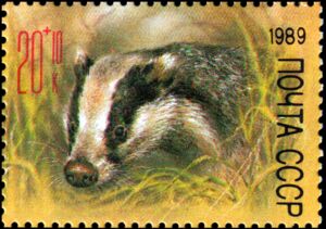 European Badger (Meles meles)