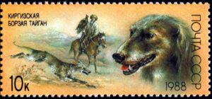 Taigan (Canis lupus familiaris)