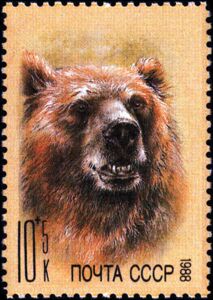 Brown Bear (Ursus arctos)