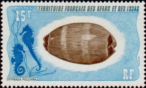 Lovely Cowrie (Cypraea pulchra)