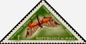 Moth (Polypthychus roseus)