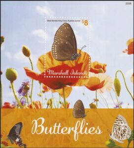 Blue-banded King Crow (Euploea eunice)