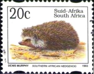 Southern African Hedgehog (Atelerix frontalis)