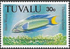 Moon Wrasse (Thalassoma lunare)