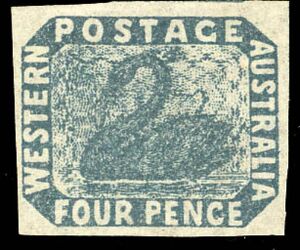 Black Swan (Cygnus atratus)