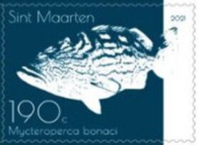 Black Grouper (Mycteroperca bonaci)