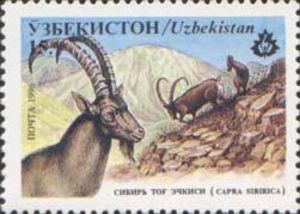 Siberian Ibex (Capra sibirica)