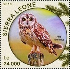 Short-eared Owl (Asio flammeus)