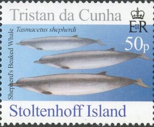 Stamp Shepherd's beaked whale (Tasmacetus shepherdi) (Tristan da Cunha