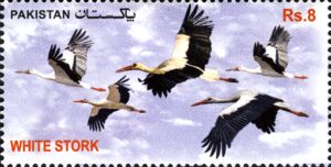 White Stork (Ciconia ciconia)
