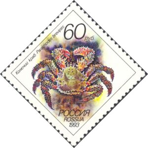 Spiny King Crab (Paralithodes brevipes)