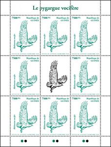 African Fish Eagle (Haliaeetus vocifer)