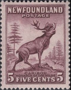 Caribou (Rangifer tarandus terraenovae)