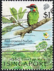 Red-crowned Barbet (Megalaima rafflesii)