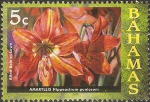 Amaryllis (Hippeastrum puniceum)