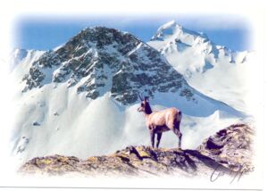 The Chamois