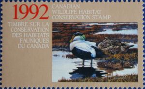 Eider duck (Somateria sp.)