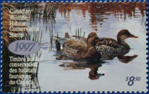 Gadwall (Anas strepera)