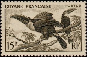 White-throated Toucan (Ramphastos tucanus)